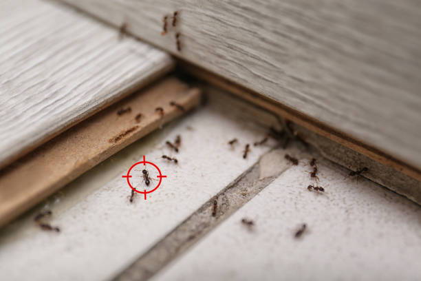 Best Cockroach Control Services  in Diamond Bar, CA